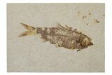 Fossil Fish (Knightia) - Green River Formation #237173-1